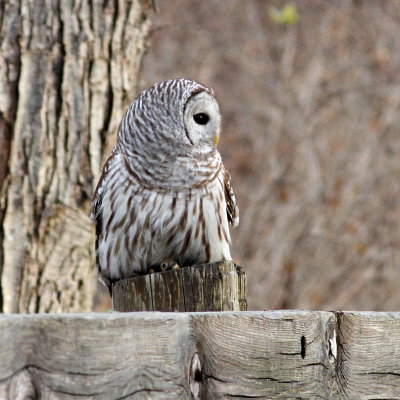 Barred Owl