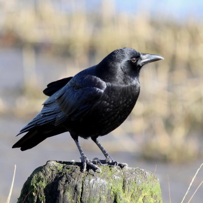 American Crow