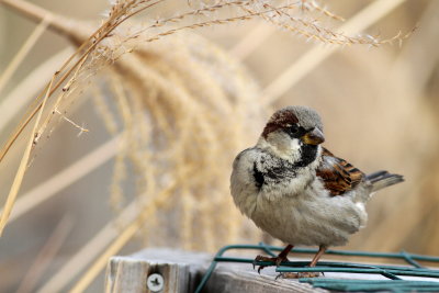 House Sparrow