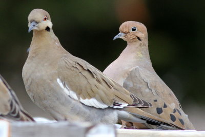 White-winged Dove with Mourning Dove