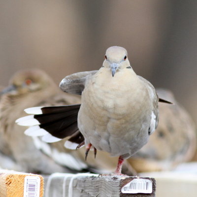 White-winged Dove