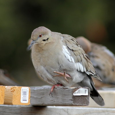 White-winged Dove