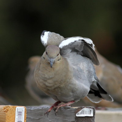 White-winged Dove