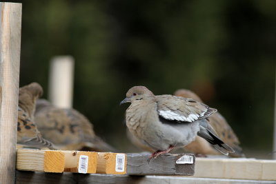 White-winged Dove