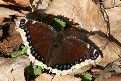 Mourning Cloak