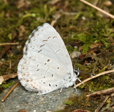 Summer Azure / spring brood