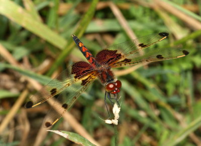 Calico Pennant ♂