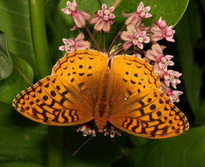 Great Spangled Fritillary