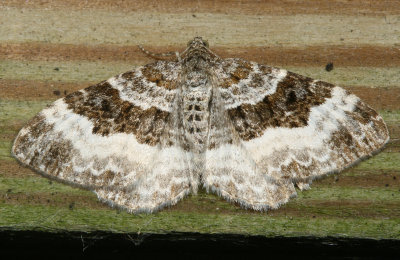 Hodges#7394 * White-banded Toothed Carpet * Epirrhoe alternata