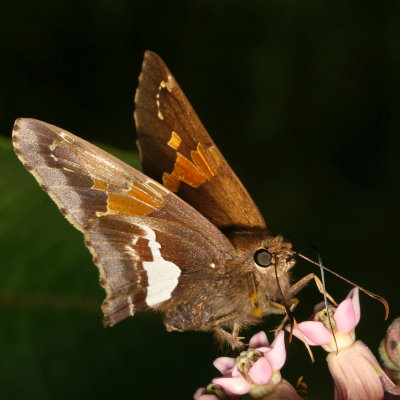 Silver-spotted Skipper