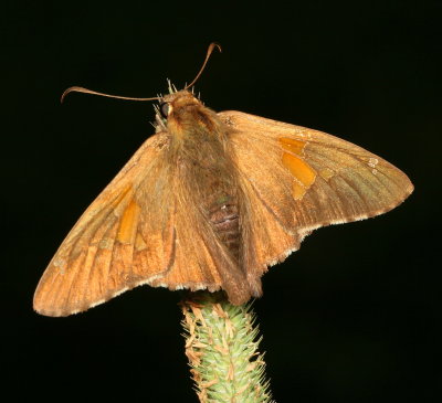 Silver-spotted Skipper