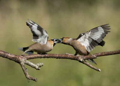 Hawfinch 