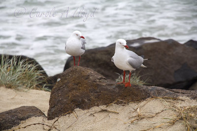 Seagulls Currumbin