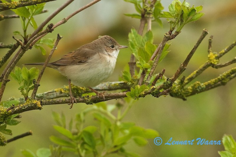 Common Whitethroat/Trnsngare