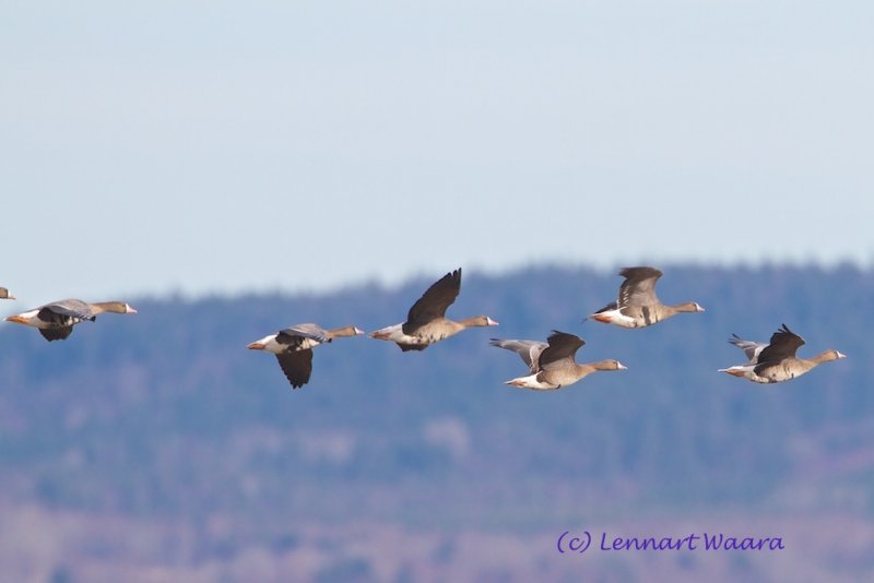 Greater White-fronted Goose/Blsgs