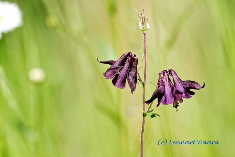 Akleja / Columbine