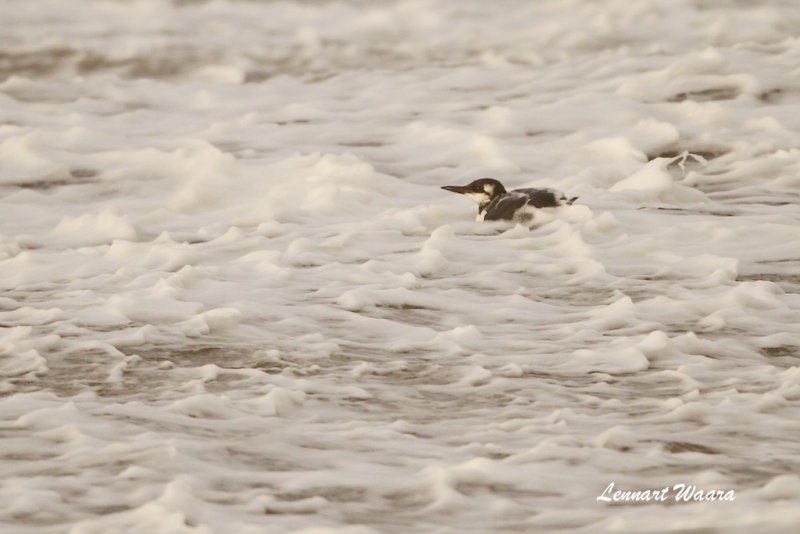 Sillgrissla / Common Murre