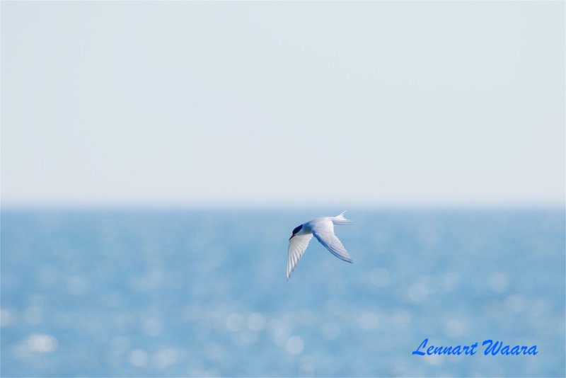 Silvertrna/Arctic Tern