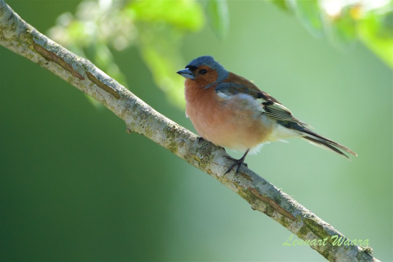 Bofink / Common Chaffinch male