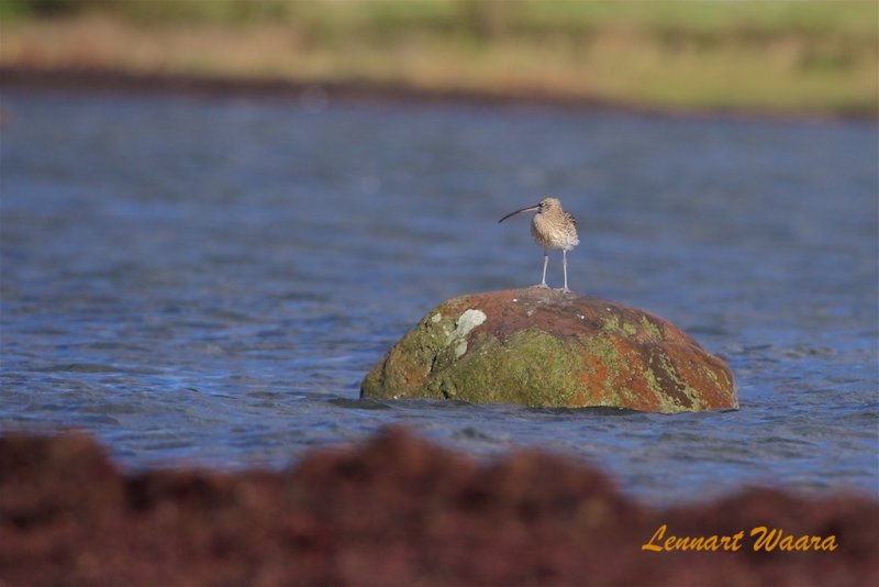 Storspov / Eurasian Curlew