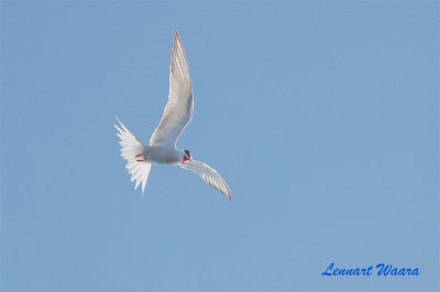 Fisktrna/Common Tern