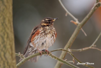 Rdvingetrast / Redwing