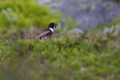 Ring Ouzel/Ringtrast.