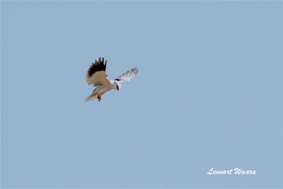 Svartvingad glada / Black-winged Kite