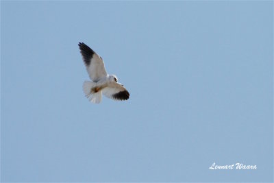 Black-winged Kite/Svartvingad glada