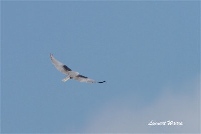Black-winged Kite/Svartvingad glada