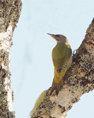 Grey-headed Woodpecker/Grspett