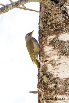 Grey-headed Woodpecker/Grspett