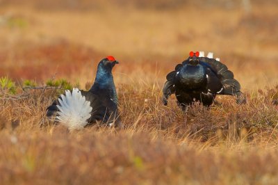 Black cooks crooning/Orrspel