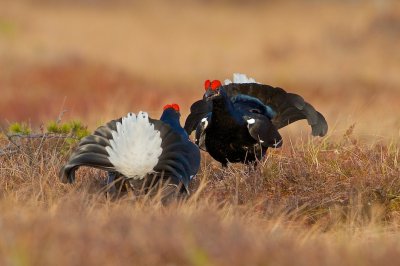 Black cooks crooning/Orrspel