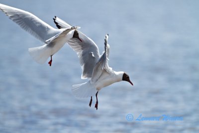 Black-headed Gull/Skrattms 