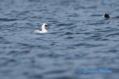 Smew/Salskrake