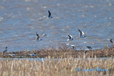 9 Little Gull and 2 Black-headed Gull. Note the difference!