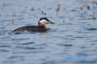 Red-necked Grebe/Grhakedopping