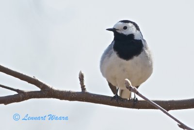 White Wagtail/Sdesrla