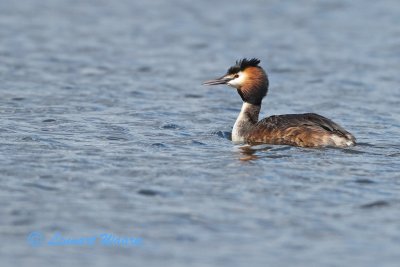 Great Crested Grebe/Skggdopping