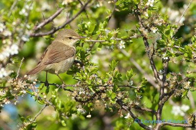 Busksngare / Blyths Reed Warbler