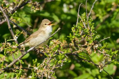 Blyths Reed Warbler/Busksngare