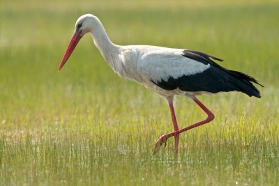 White Stork/Vit stork