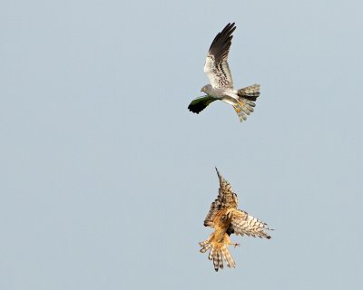 Montagus harrier - ngshkar -  in mating flight.