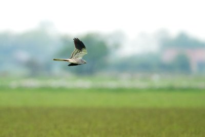 Montagus harrier - ngshk -  male