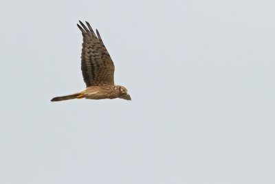 Montagus harrier - ngshk -  female