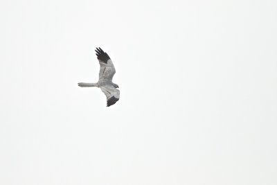 Montagus harrier - ngshk -  male