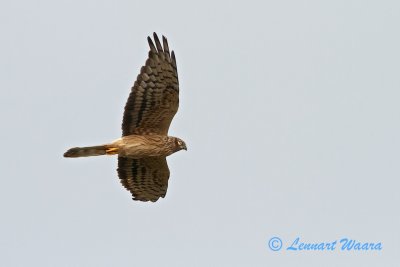 Montagus Harrier - ngshk -  female