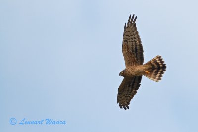 Montagus Harrier - ngshk -  female