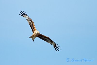 Red Kite/Rd glada/Milvus milvus